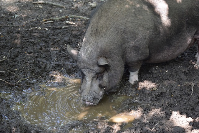 新项目投资 新项目投资